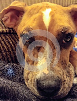 Brown Australian Shepherd boxer dog mix on blanket.