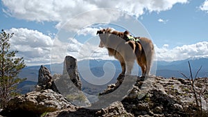 Brown Australian Shepherd hikking. The dog stands on the top of mountain and enjoys views of nature on warm