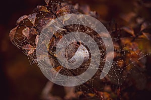 Brown autumn boulder bushes with leaves and cobweb with dew drops in close-up