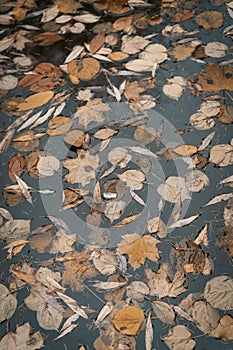 Brown Autumn Foliage in a Stagnant Water of a Pond in a Park. Autumn Monday Morning Full of Depression, Melancholy