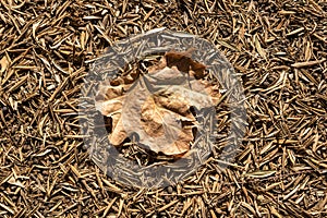 Brown autumn leaf on forest floor