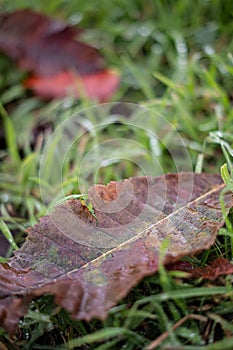 Brown autumn leaf on a green grass ground with raindrops