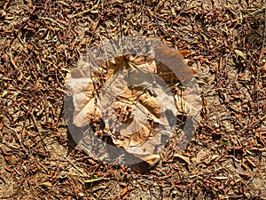 Brown autumn leaf on the ground