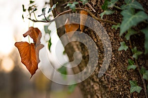 Brown autumn leaf