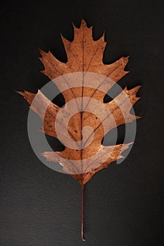 Brown Autumn leaf isolated on a black background, vertical