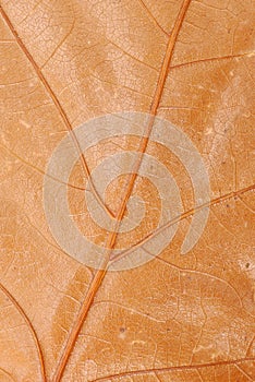 Brown autumn leaf texture