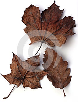 Brown Autumn leaves