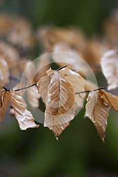 Brown Autumn leaves