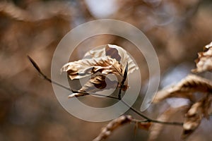 Brown Autumn leaves