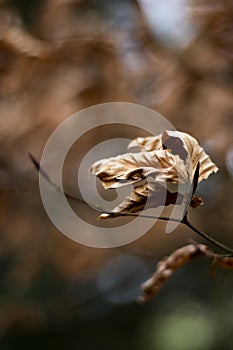 Brown Autumn leaves