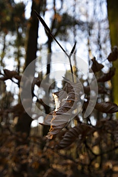 Brown Autumn leaves