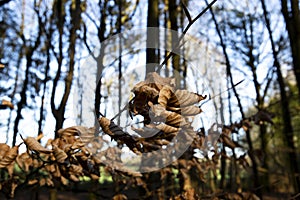 Brown Autumn leaves