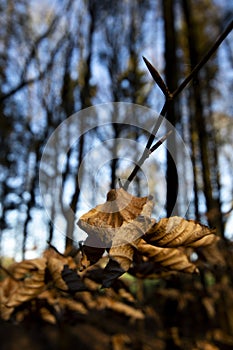 Brown Autumn leaves