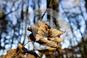 Brown Autumn leaves