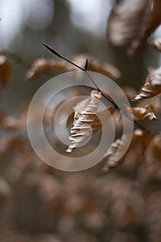 Brown Autumn leaves