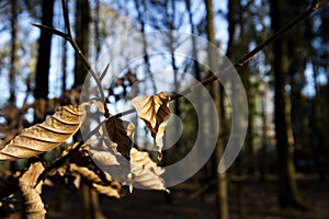 Brown Autumn leaves