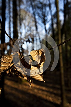 Brown Autumn leaves