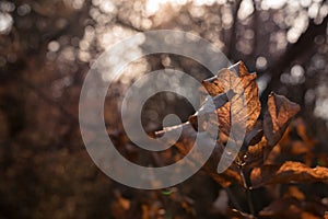 Brown autumn leaves in the forest