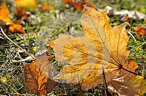 Brown autumn leaves of maple (Acer) are on the floor