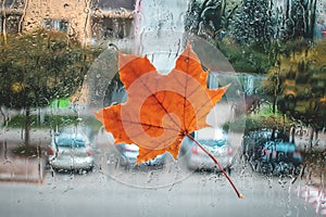 Brown autumn maple leaf stuck on wet glass. Outside the window autumn rain and leaf fall