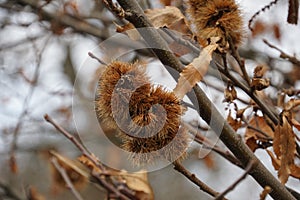 Brown autumn seed pods in tree