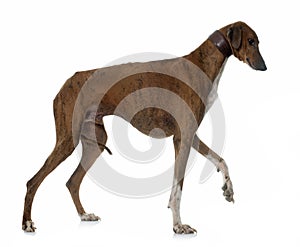 Brown azawakh hound