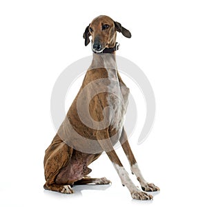Brown azawakh hound