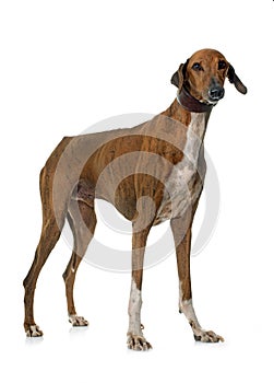 Brown azawakh hound
