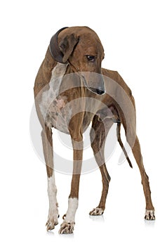 Brown azawakh hound