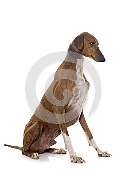 Brown azawakh hound