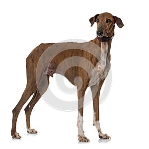 Brown azawakh hound