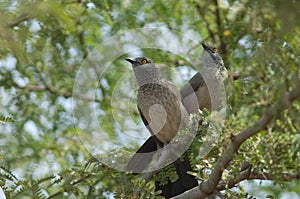 Brown babblers on a branch of gum acacia.