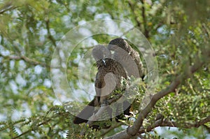 Brown babblers grooming on a branch of gum acacia.