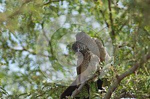 Brown babblers grooming on a branch of gum acacia.