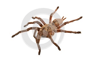 Brown Baboon Tarantula