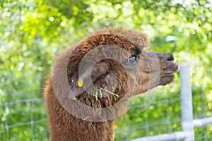 Brown baby alpaca head