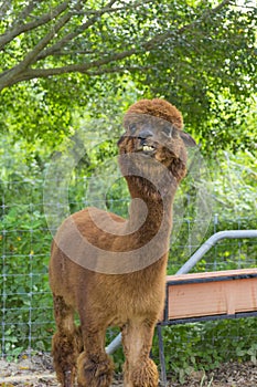 Brown baby alpaca head