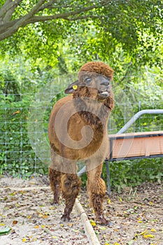 Brown baby alpaca head