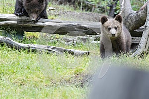 Brown baby bear cub siblings in a green meadow