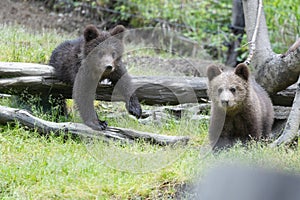 Brown baby bear cub siblings in a green meadow