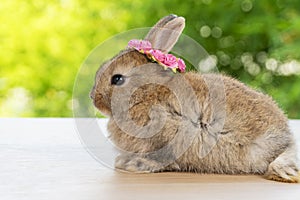 Brown baby bunny with white and red paper roses on own head while lying down on wood green bokeh background. Newborn rabbit with