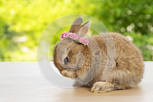 Brown baby bunny with white and red paper roses on own head while lying down on wood green bokeh background. Newborn rabbit with