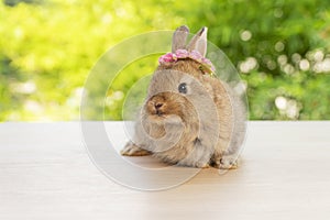 Brown baby bunny with white and red paper roses on own head while lying down on wood green bokeh background. Newborn rabbit with