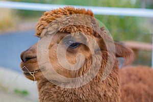 Brown baby cute alpaca head