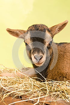 Brown baby goat face