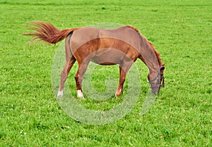 Brown baby horse eating grass on a field in the countryside with copyspace. Chestnut pony foal grazing in a green