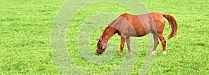 Brown baby horse eating grass from a lush green meadow with copyspace on a sunny day. Hungry purebred chestnut foal or