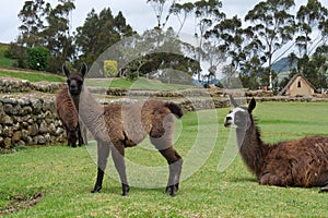 Brown baby llama calf and mother