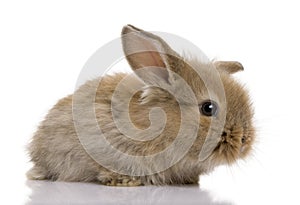 Brown baby rabbit in front of a white background