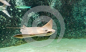 Brown back and wings of swimming Cownose ray